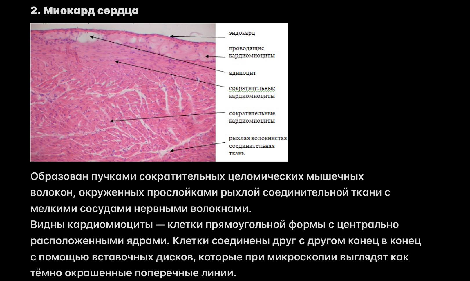 Миокард сердца