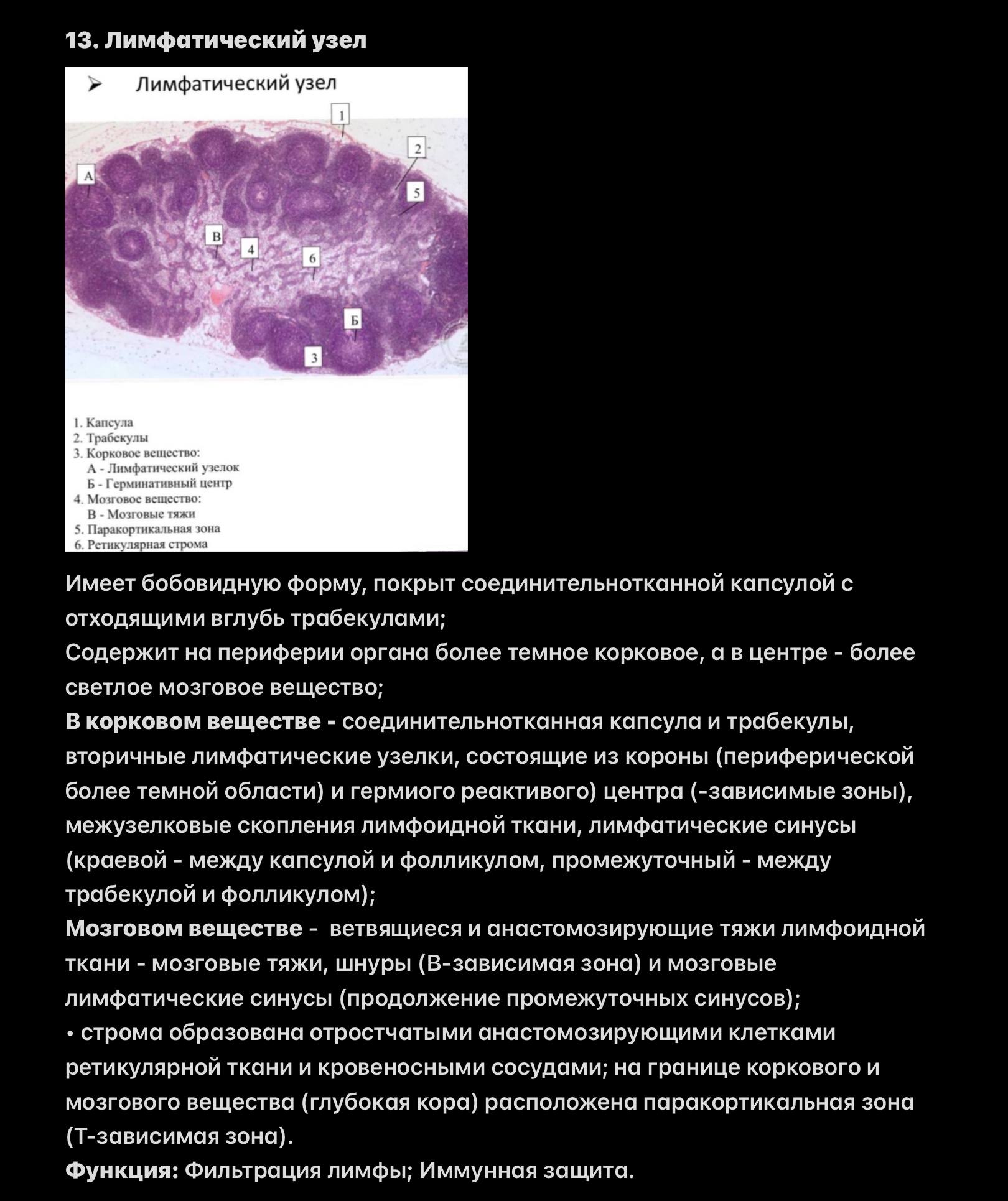 Лимфатический узел