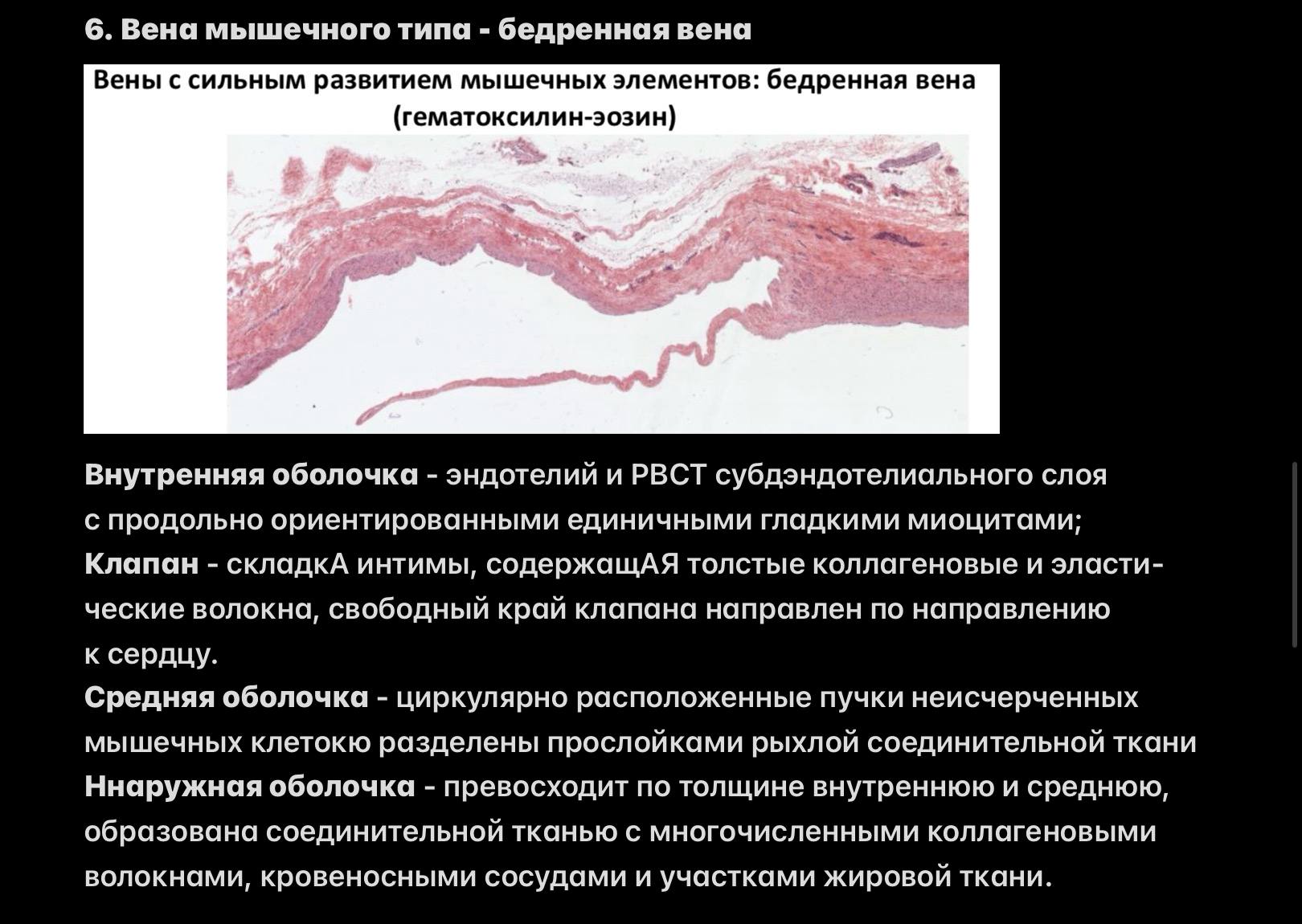 Бедренная вена