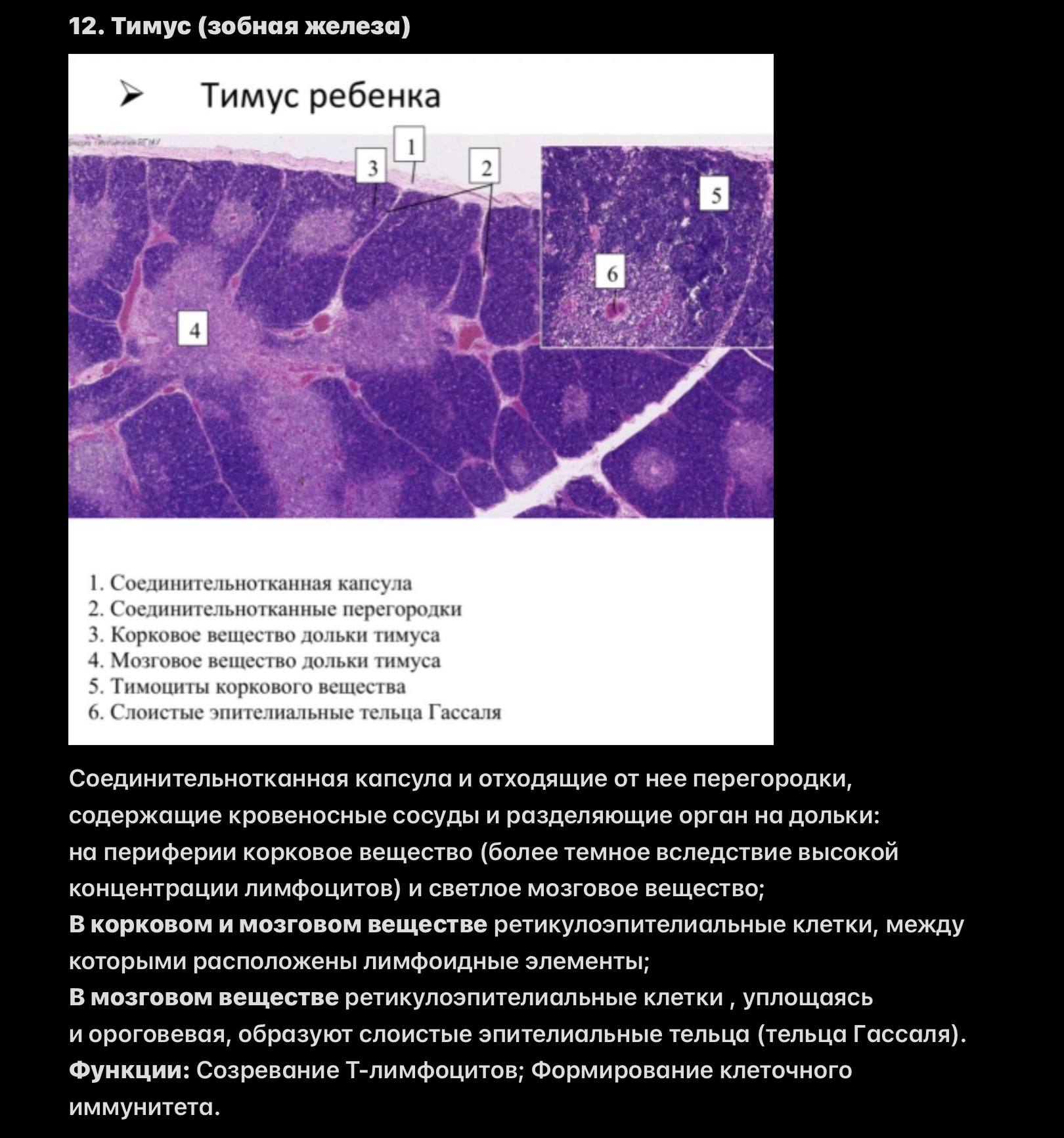 Тимус ребёнка
