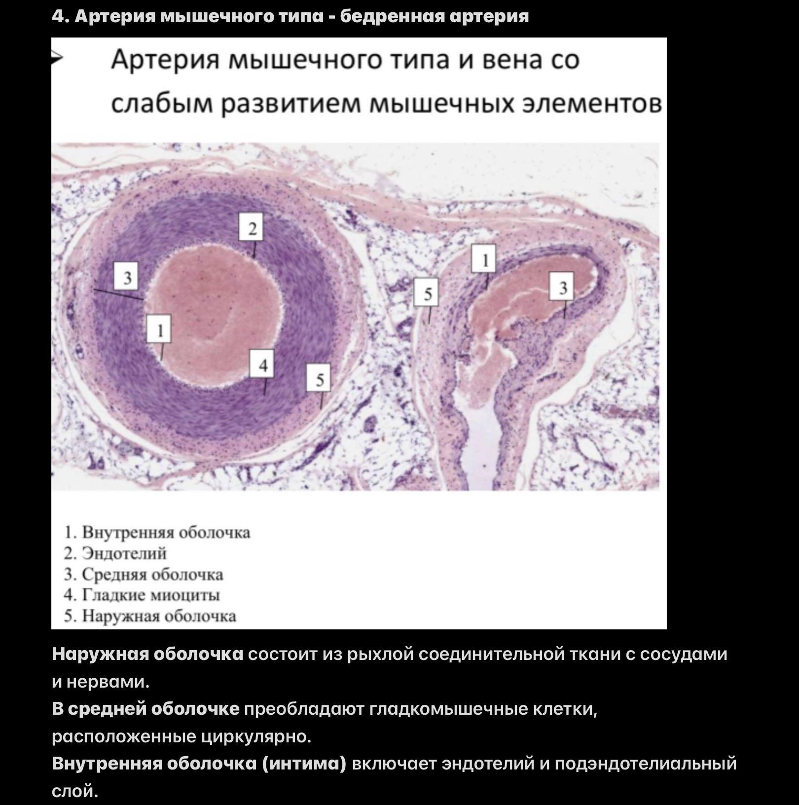 Бедренная артерия и вена
