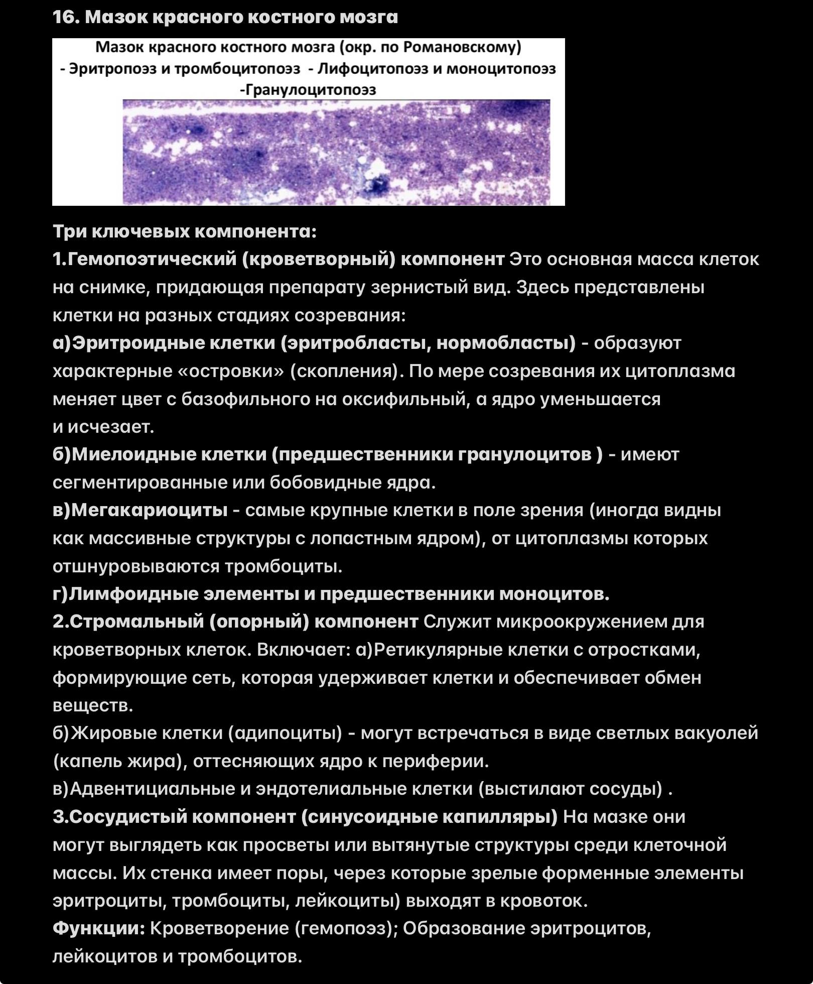 Мазок красного костного мозга