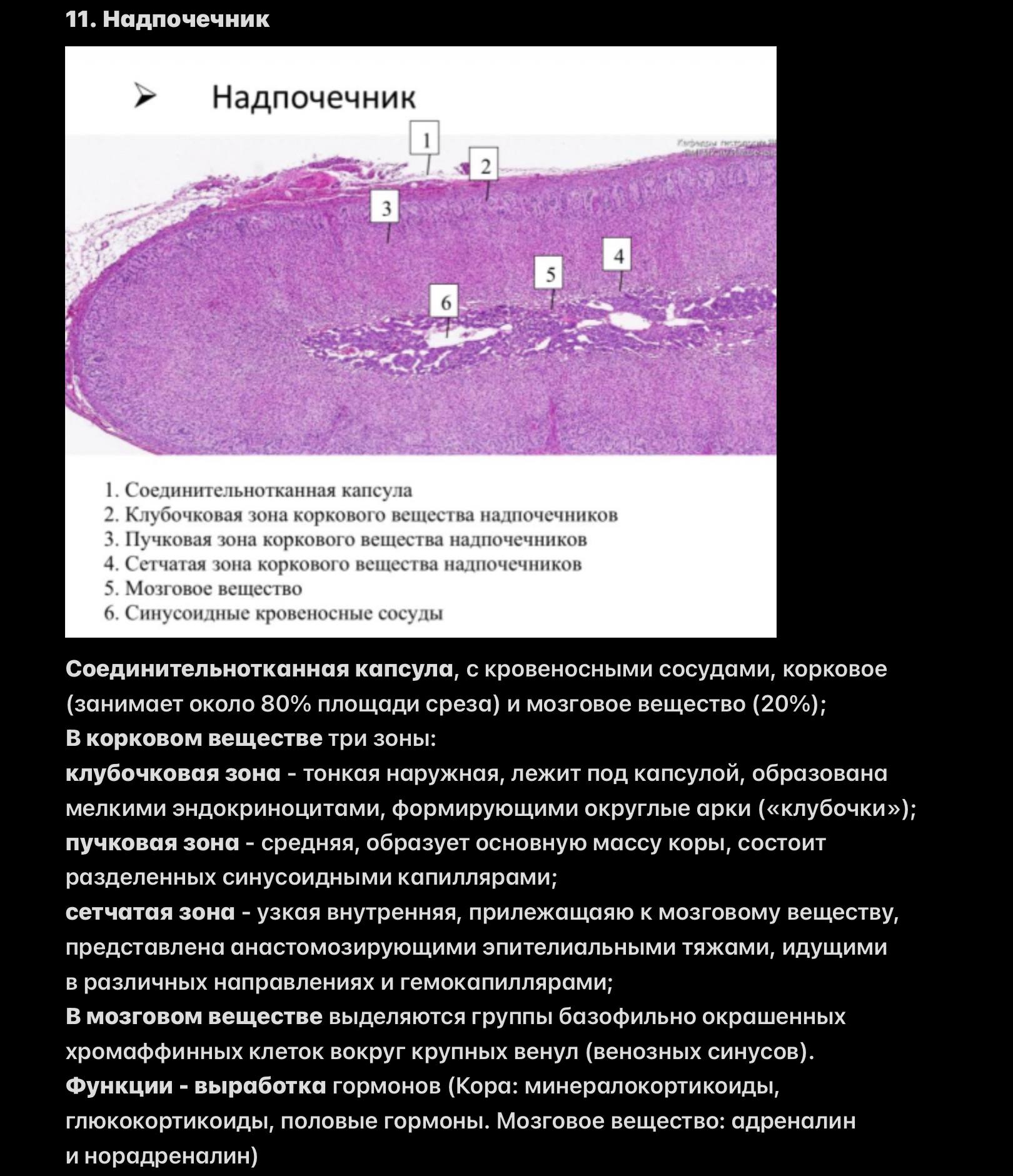 Надпочечник