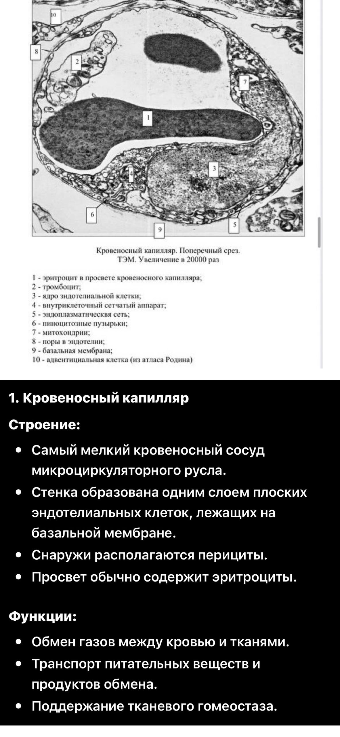 ТЭМ кровеносного капилляра
