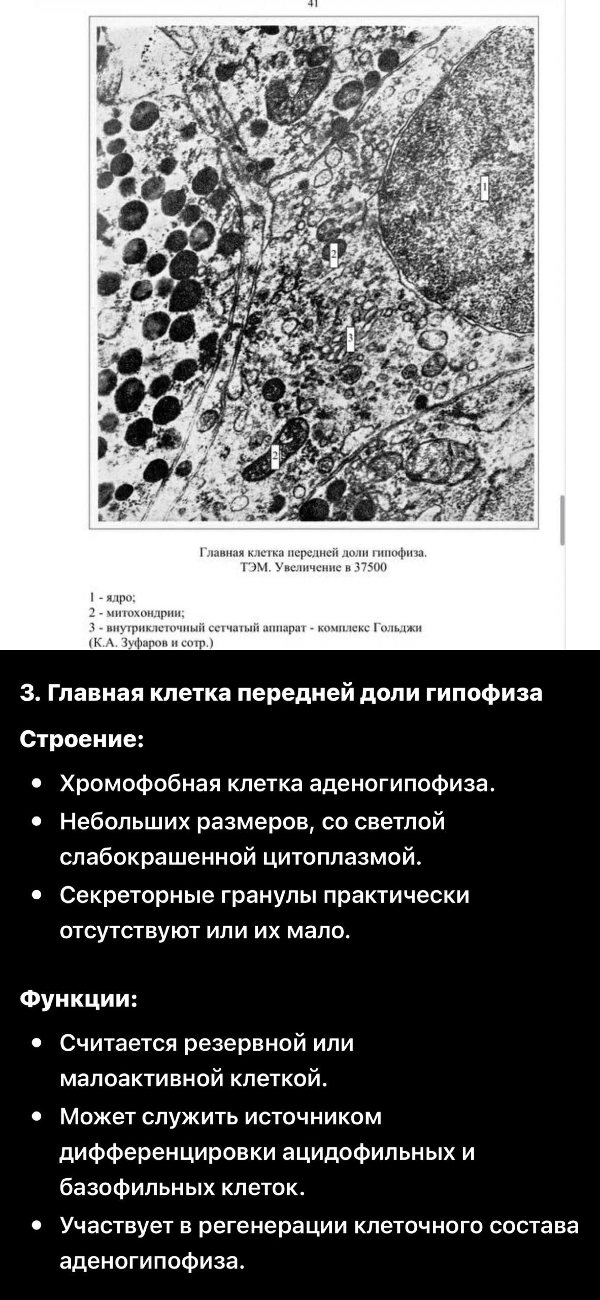 ТЭМ главной клетки гипофиза