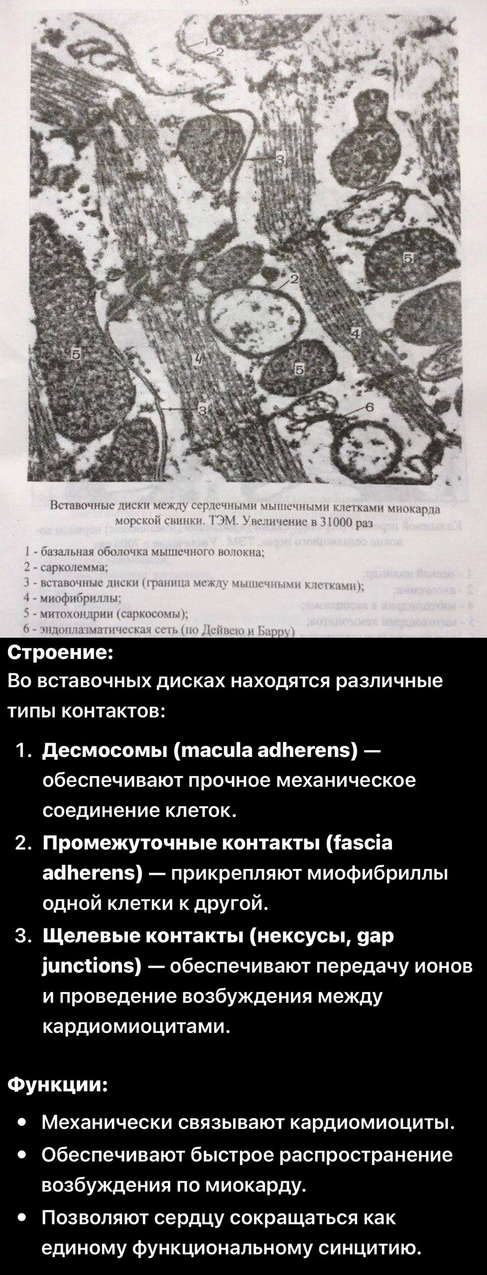 ТЭМ вставочных дисков миокарда