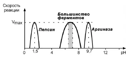 Зависимость скорости ферментативной реакции от pH