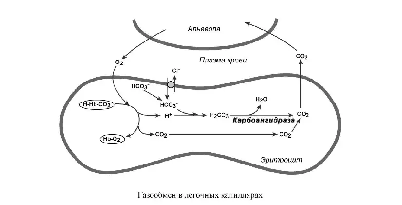 Газообмен в лёгочных капиллярах