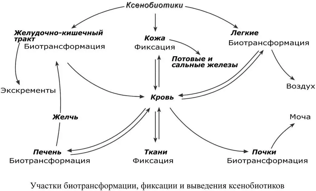Участки биотрансформации, фиксации и выведения ксенобиотиков