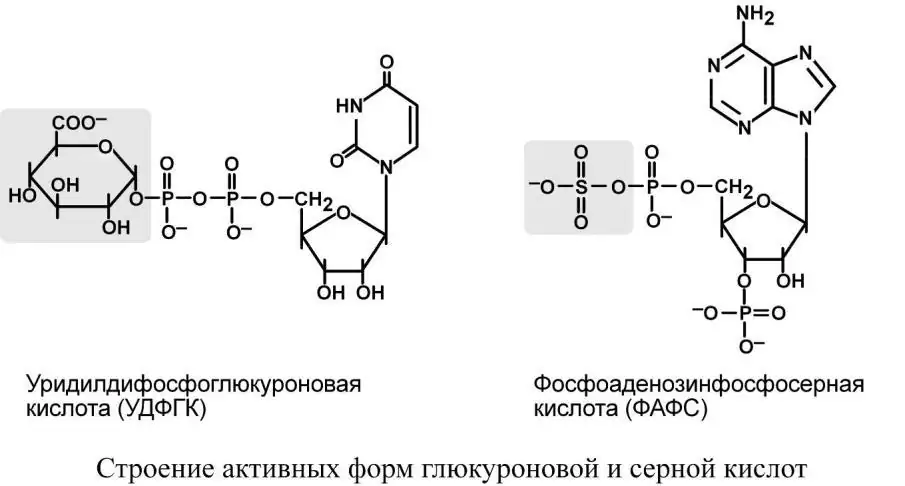 Строение активных форм глюкуроновой и серной кислот
