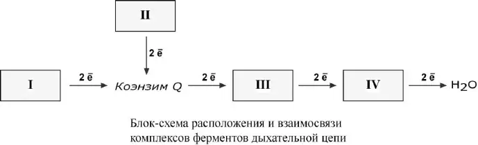 Расположение комплексов дыхательной цепи