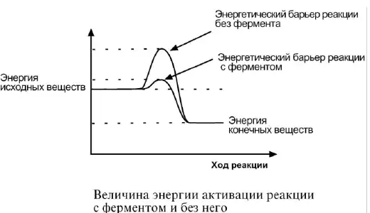 Энергетический барьер реакции с ферментом и без фермента
