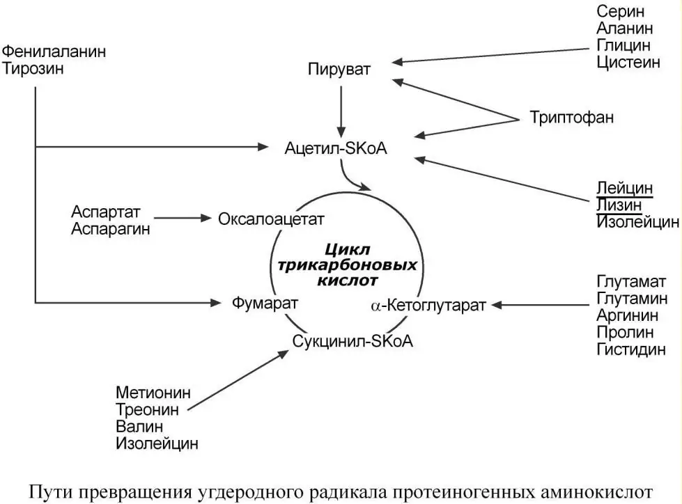 Пути превращения углеродных скелетов аминокислот