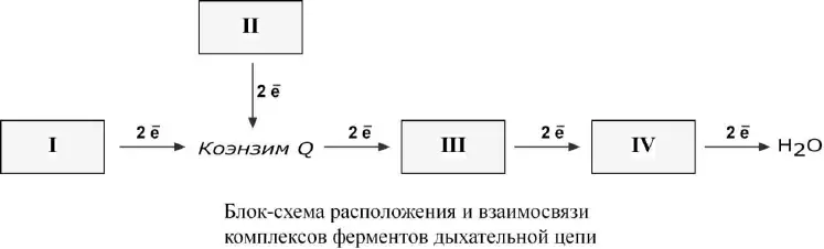 Взаимосвязь комплексов дыхательной цепи