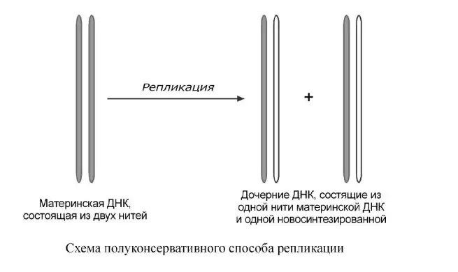 Полуконсервативная репликация ДНК