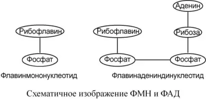 Схематическое изображение ФМН и ФАД