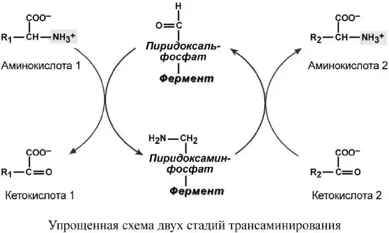 Две стадии трансаминирования