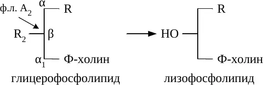 Образование лизофосфолипида
