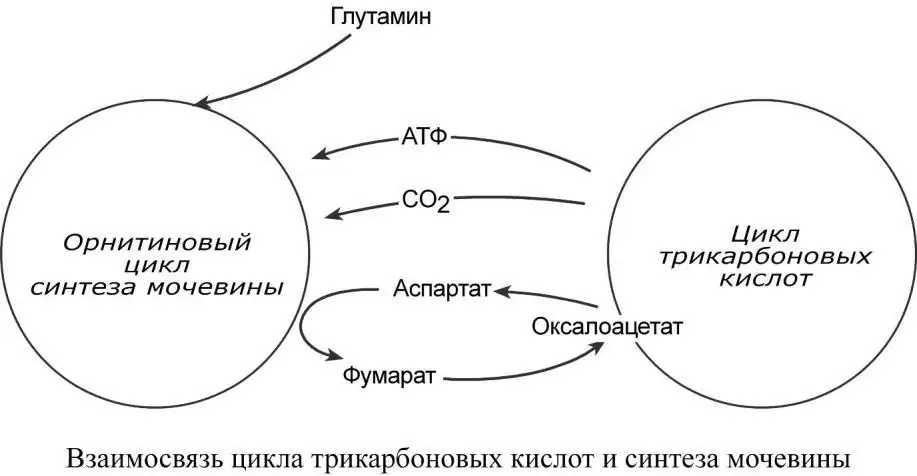 Взаимосвязь цикла трикарбоновых кислот и синтеза мочевины