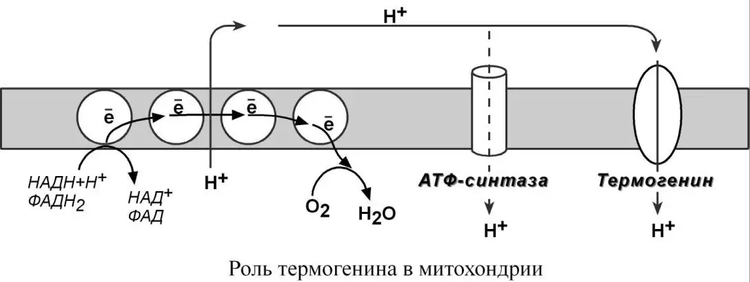 Термогенин и разобщение окисления с фосфорилированием