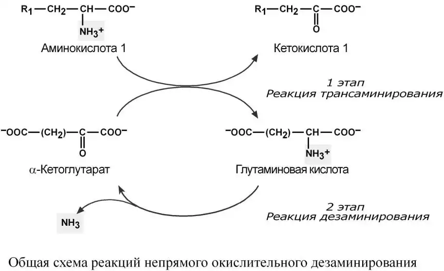 Общая схема непрямого окислительного дезаминирования