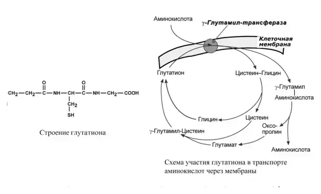 Схема участия глутатиона в транспорте аминокислот через мембрану.