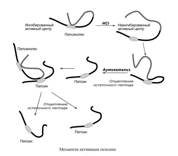Механизм активации пепсина.