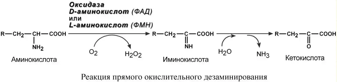 Прямое окислительное дезаминирование аминокислоты