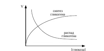 Зависимость синтеза и распада гликогена от концентрации глюкозы