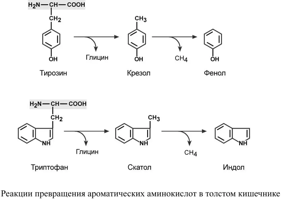 Превращения ароматических аминокислот в толстом кишечнике
