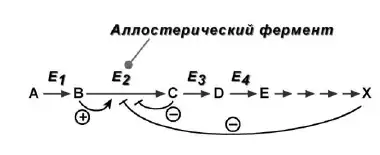 Аллостерическая регуляция метаболического пути