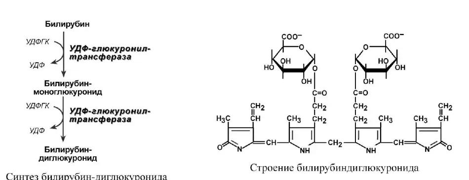 Синтез и строение билирубин-диглюкуронида