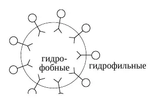 Расположение гидрофобных и гидрофильных участков в мицелле