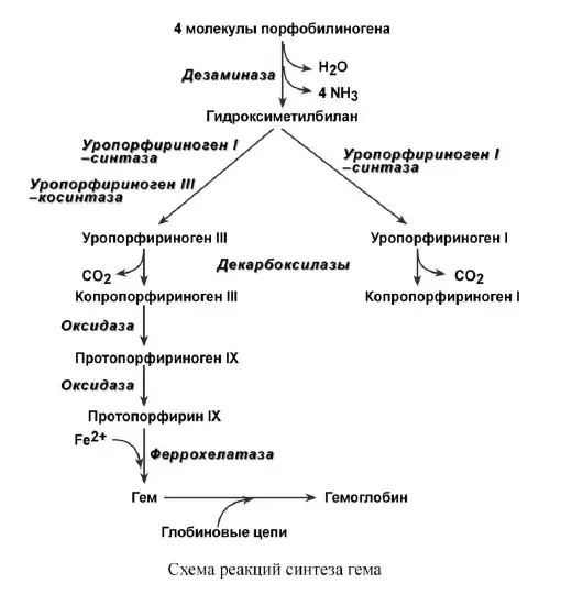 Схема реакций синтеза гема