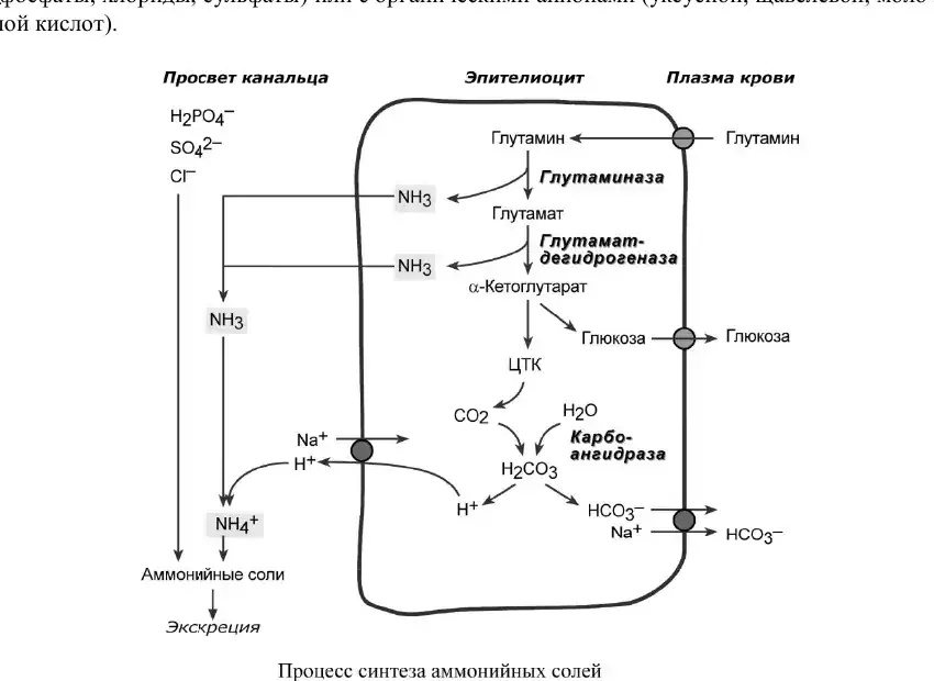 Образование аммонийных солей в почечном канальце
