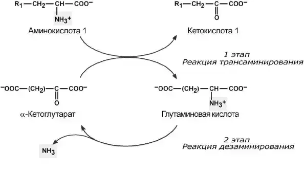 Схема непрямого дезаминирования аминокислот