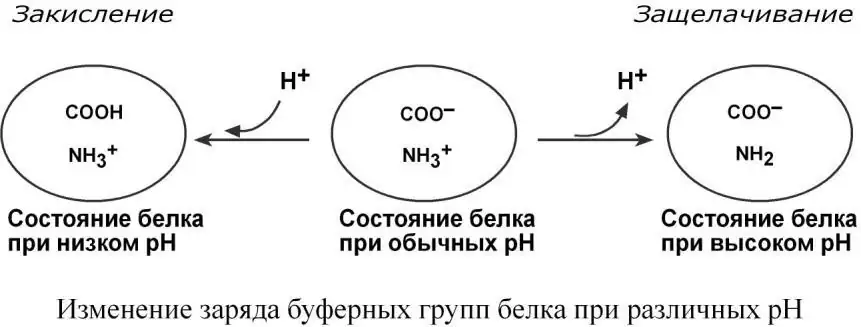 Изменение заряда буферных групп белка при различных pH