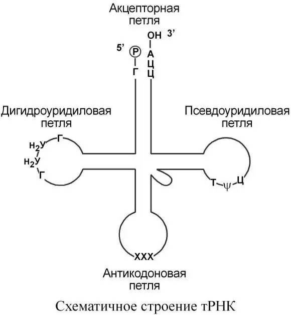 Схематическое строение тРНК