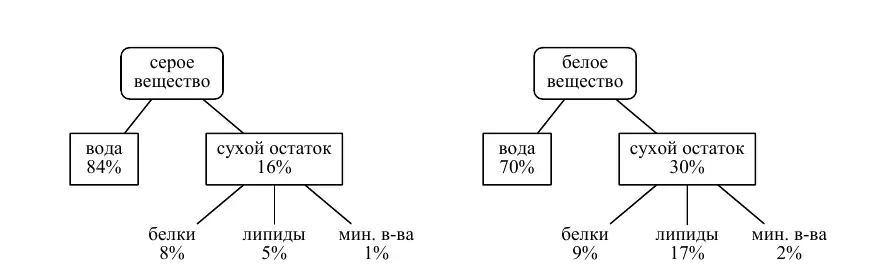 Химический состав серого и белого вещества мозга