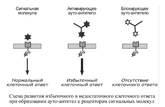Схема действия активирующих и блокирующих аутоантител