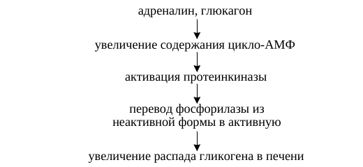Действие адреналина и глюкагона через циклический АМФ