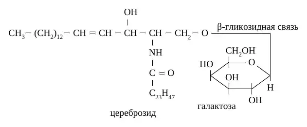 Химическая структура цереброзида