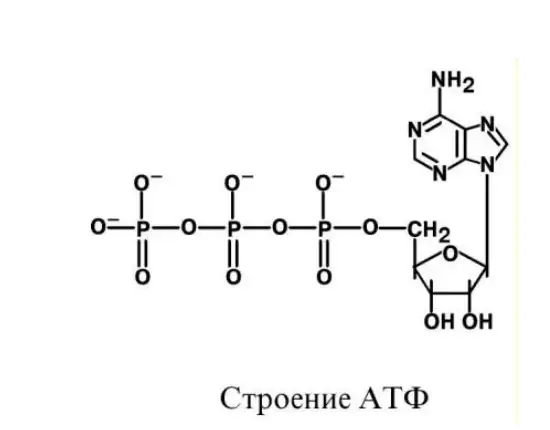 Строение молекулы АТФ
