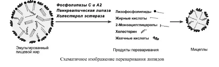 Схема переваривания липидов