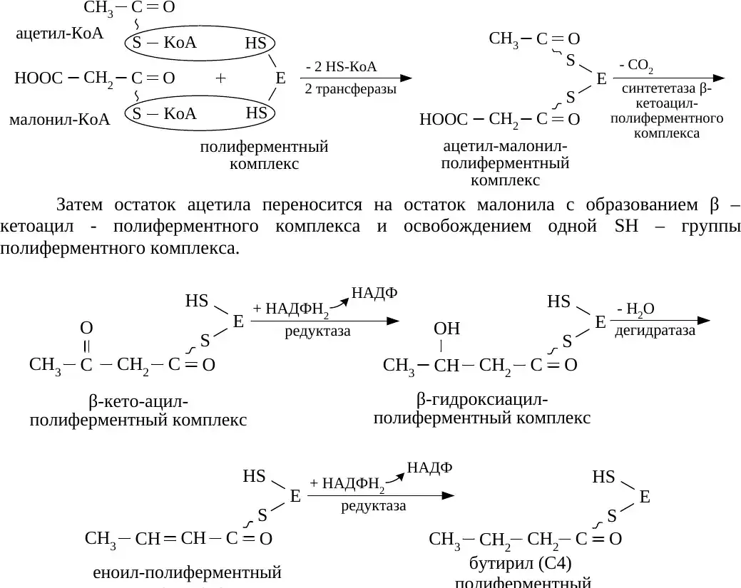 Реакции синтеза жирной кислоты в полиферментном комплексе