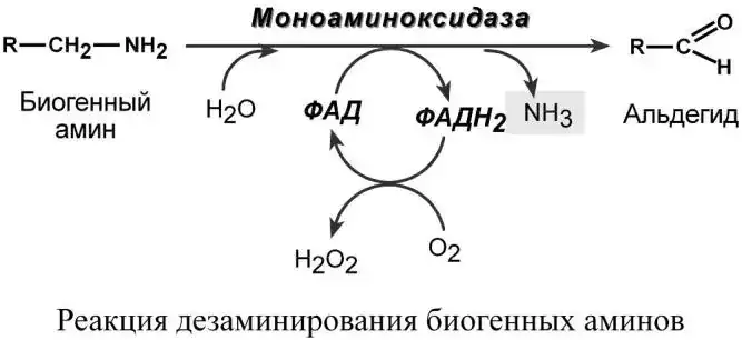 Окислительное дезаминирование биогенного амина