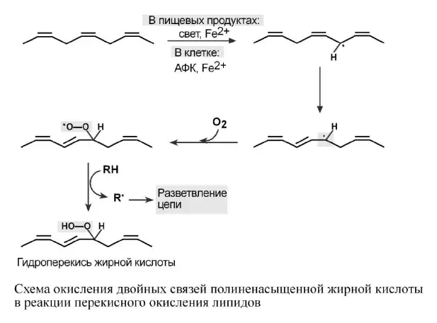 Цепная реакция перекисного окисления полиненасыщенной жирной кислоты