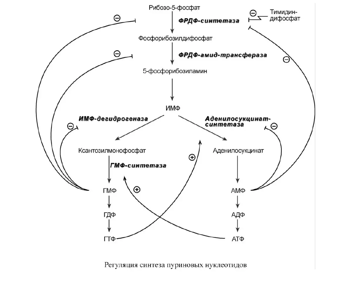 Регуляция синтеза пуриновых нуклеотидов