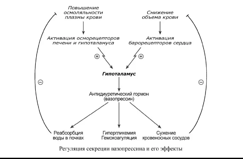Регуляция секреции вазопрессина и его эффекты