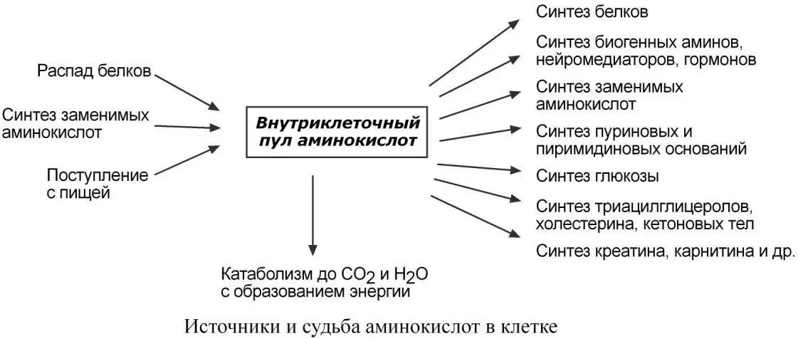 Источники и судьба аминокислот в клетке